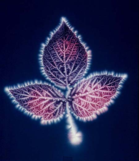 Кирлиянова фотография на листо