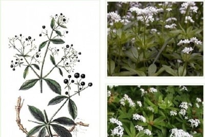 БРОШ КОРЕНИ - 30 гр.