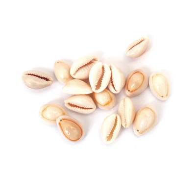 Морски раковини 11~14x17~21x8~9 мм -50 грама ~45 броя