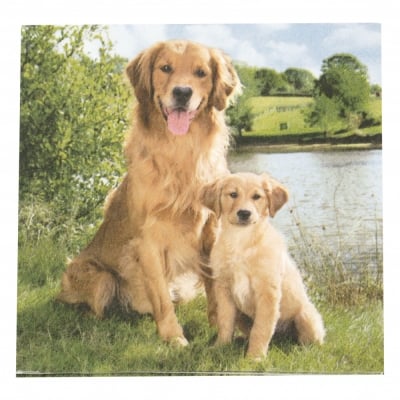 Салфетка за декупаж Ambiente 33x33 см трипластова Golden Retriever -1 брой