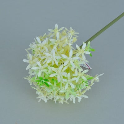 Allium Globemaster, ф 7 x 53 cm, крем