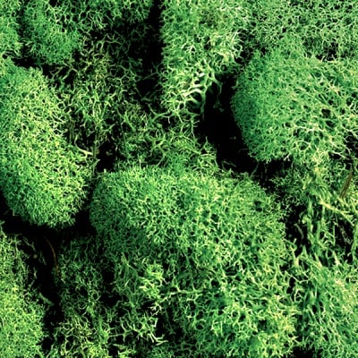 Исландски мъх, Islandmoos, 50 g, светлозелен