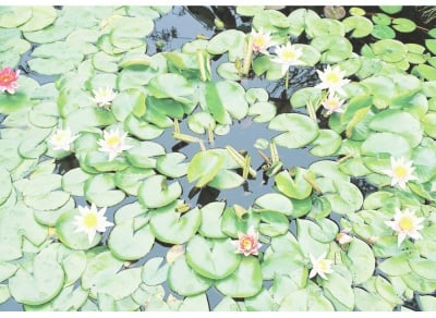 Пъзел художествен WENTWORTH, 40 части