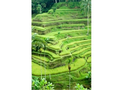 Пъзел художествен WENTWORTH, 40 части