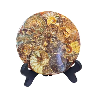 Диск Поднос от Полирани Мадагаскарски Амонити Cleoniceras Cleon