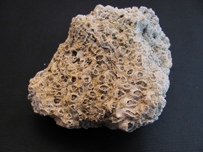 Heliastrea sp. - MBGF027