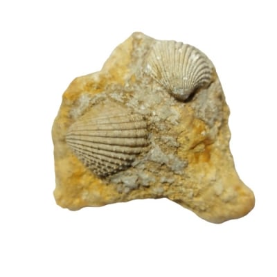 Пектен Pecten sp. 