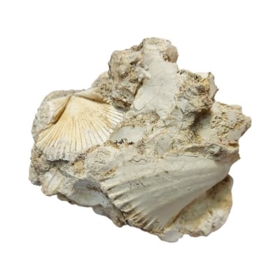 Пектен Pecten sp.