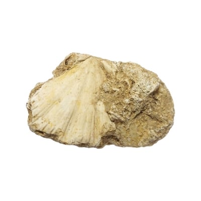 Пектен Pecten sp.