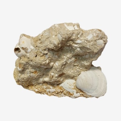 Бивалвия Bivalve Choine sp.