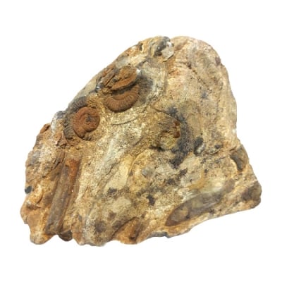 Група от Амонити Ammonites и Белемнити Belemnites Belemnitella sp.