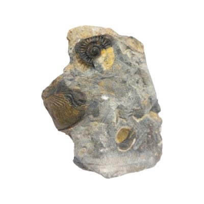 Група от Амонити Ammonites и Белемнити Belemnites Belemnitella sp.