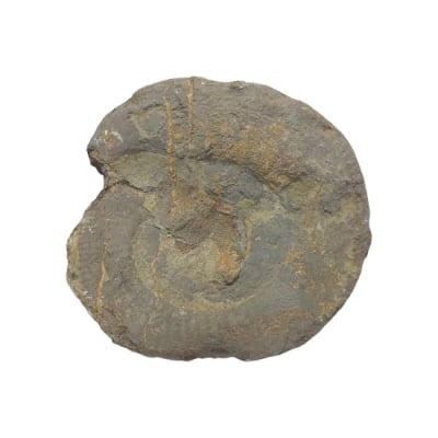 Амонит Ammonites sp.