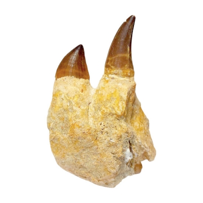 Гигантски Зъби и Фрагмент от Челюстта на Мoзозавър Mososaurus Beauggei