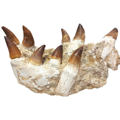 Гигантски Зъби и Двете Челюсти на Динозавър Мoзозавър Mososaurus Beauggei