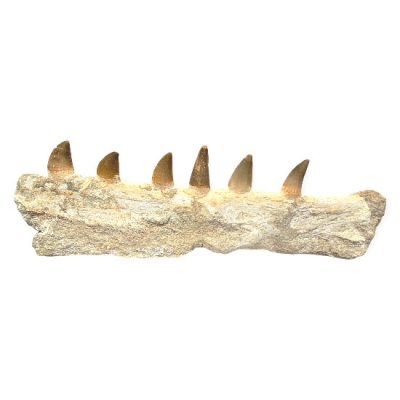Зъби и Фрагмент от Челюстта на Мoзозавър Mososaurus Beauggei 