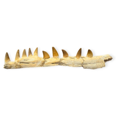 Зъби и Фрагмент от Челюстта на Мoзозавър Mososaurus Beauggei 