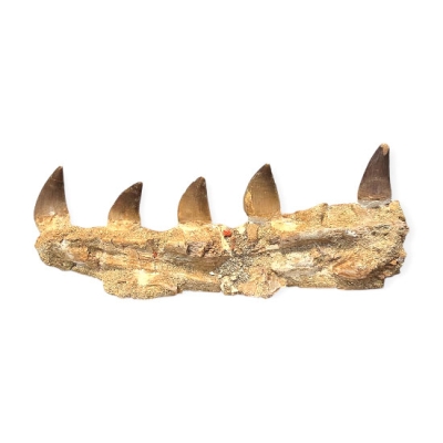 Зъби и Фрагмент от Челюстта на Мoзозавър Mososaurus Beauggei 