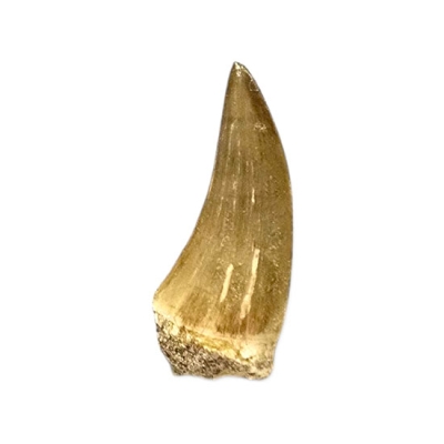 Зъб от Мoзозавър Mososaurus Beauggei 