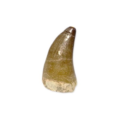 Зъб от Мoзозавър Mososaurus Beauggei 