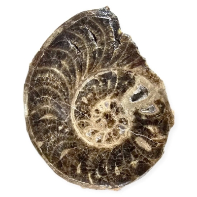 Амонит Choffaticeras (Choffaticeras)