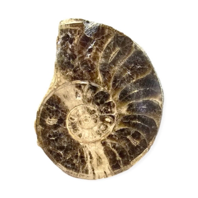 Амонит Choffaticeras (Choffaticeras)
