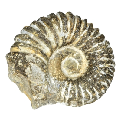 Амонит Mantelliceras sp.