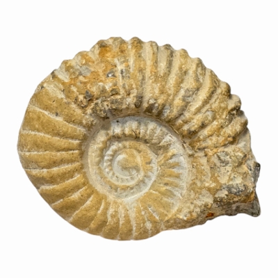 Амонит Mantelliceras sp.