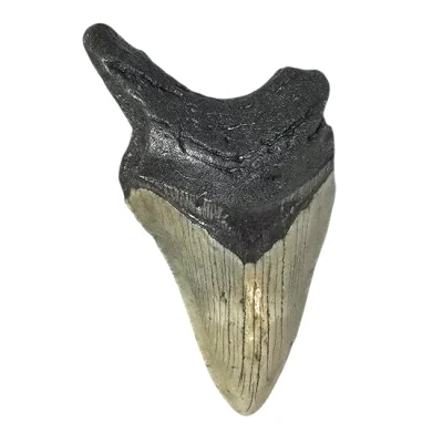 Зъб от Праисторическа Гигантска Акула Мегалодон