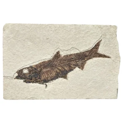 Праисторическа Риба Mioplosus с Наблюдаване на Феномена Аспирация (Задушаване)