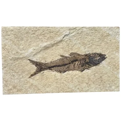 Праисторическа Риба Mioplosus 