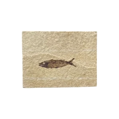 Праисторическа Риба Mioplosus