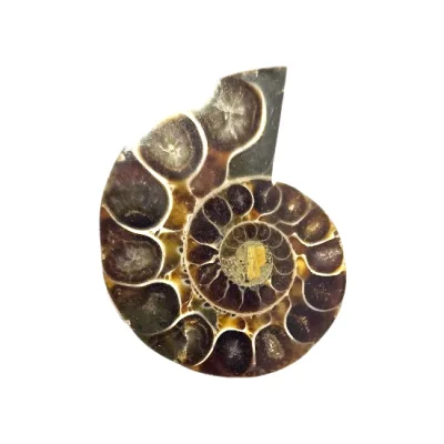 Калцитизиран Амонит Cleoniceras Cleon