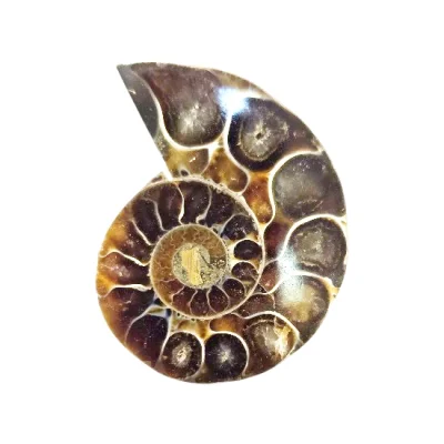 Калцитизиран Амонит Cleoniceras Cleon