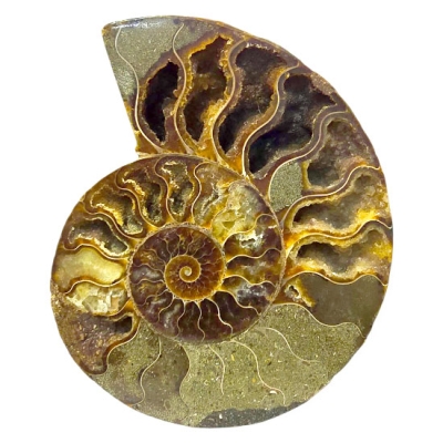 Калцитизиран Амонит Cleoniceras Cleon