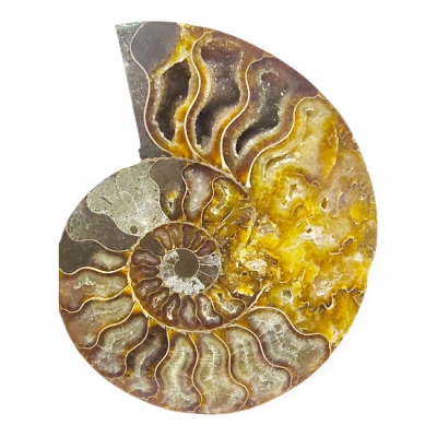 Калцитизиран Амонит Cleoniceras Cleon