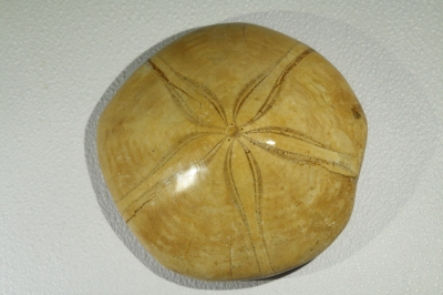 Clipeaster sp