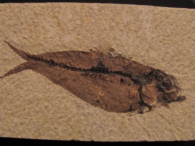 Fossil Fish Diplomystus
