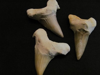 Зъб от акула Otodus Obliguus
