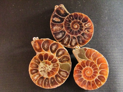 Amonite