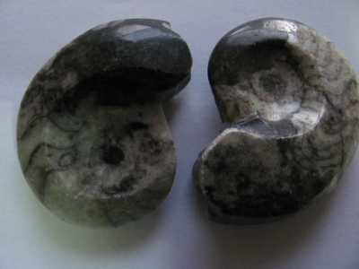 Amonite Geisonoceras