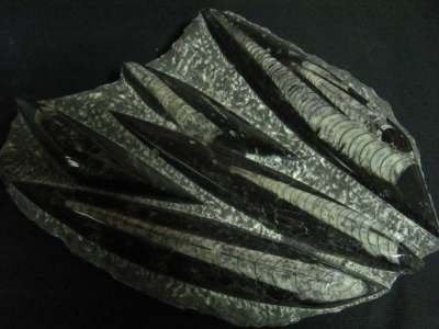 Orthocerass