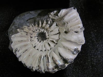 Pleuroceras