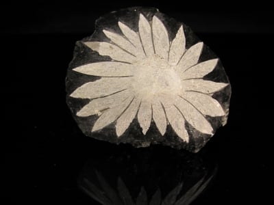 Хризантема фосил