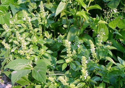 БОСИЛЕК СТРЪК