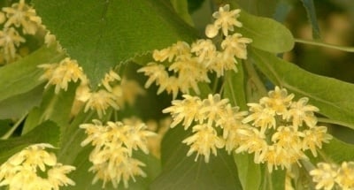 ЦВЯТ ОТ ЛИПА - 40 гр.