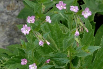 СТРЪК ОТ ДРЕБНОЦВЕТНА ВЪРБОВКА - 50 гр.