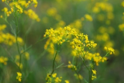 ЕНЬОВЧЕ СТРЪК