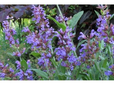 ЛИСТА ОТ ГРАДИНСКИ ЧАЙ