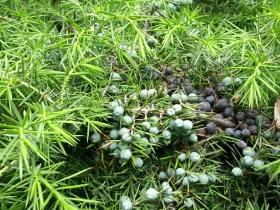 ПЛОД ОТ ХВОЙНА - 50 гр.